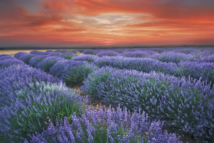 Framed Print : Lavender field - France, Provence-Alpes-Cote d Azur, Alpes de Haute Provence Framed Print : Lavender field - France, Provence-Alpes-Cote d Azur, Alpes de Haute Provence