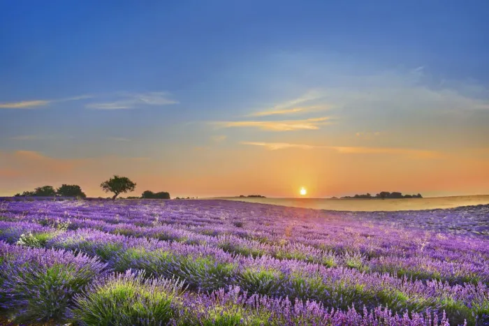 Framed Print : Lavender field - France, Provence-Alpes-Cote d Azur, Alpes de Haute Provence Framed Print : Lavender field - France, Provence-Alpes-Cote d Azur, Alpes de Haute Provence