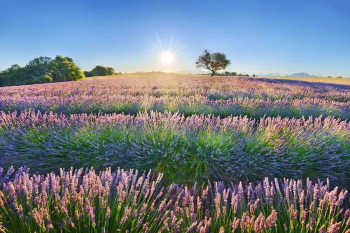 Framed Print : Lavender field - France, Provence-Alpes-Cote d Azur, Alpes de Haute Provence Framed Print : Lavender field - France, Provence-Alpes-Cote d Azur, Alpes de Haute Provence