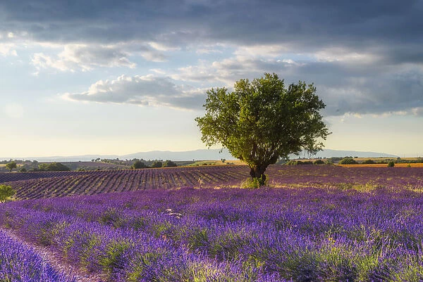 Lavender field (Lavendula augustifolia) and almond tree at sunset, Provence-Alpes-Cote d Azur, Alpes de Haute Provence, Pullmosion, Valensole, Provence, Plateau de Valensole, France