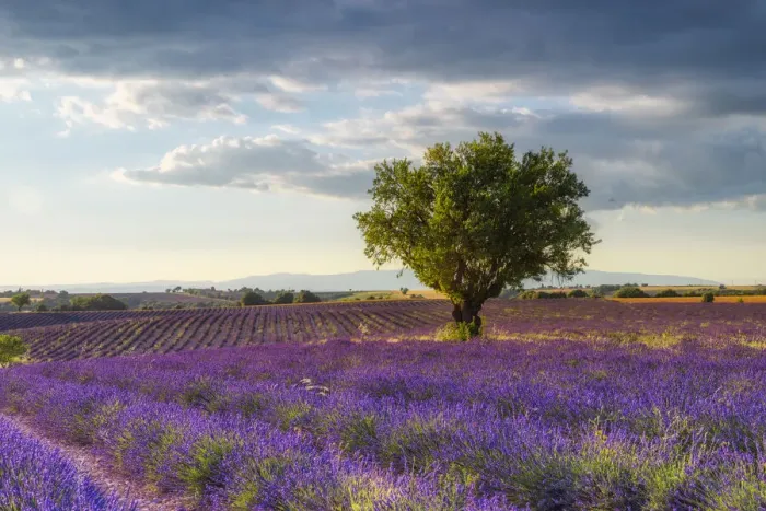 Framed Print : Lavender field (Lavendula augustifolia) and almond tree at sunset, Provence-Alpes-Cote d Azur, Alpes de Haute Provence, Pullmosion, Valensole, Provence, Plateau de Valensole, France