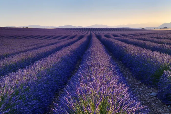 Framed Print : Lavender field (Lavendula augustifolia) at sunrise, Plateau de Valensole, Provence, Provence-Alpes-Cote d Azur, Alpes de Haute Provence, Southern France, France Framed Print : Lavender field (Lavendula augustifolia) at sunrise, Plateau de Valensole, Provence, Provence-Alpes-Cote d Azur, Alpes de Haute Provence, Southern France, France