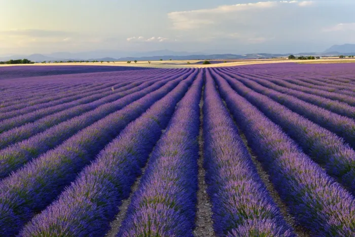 Framed Print : Lavender field (Lavendula augustifolia) at sunrise, Plateau de Valensole, Provence, Provence-Alpes-Cote d Azur, Alpes de Haute Provence, Southern France, France