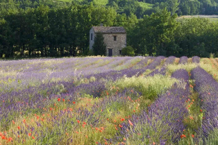 Framed Print : Lavender field, The Luberon, Provence, France