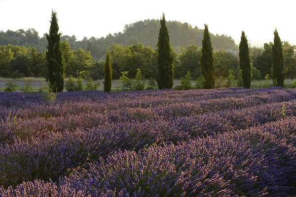 Lavender Field near Roussillion, Provence Alpes Cote d Azur, Provence, France, Europe