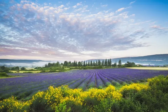 Framed Print : Lavender field near Sault, Vaucluse, Provence-Aples-Cote d'Azur, France Framed Print : Lavender field near Sault, Vaucluse, Provence-Aples-Cote d'Azur, France