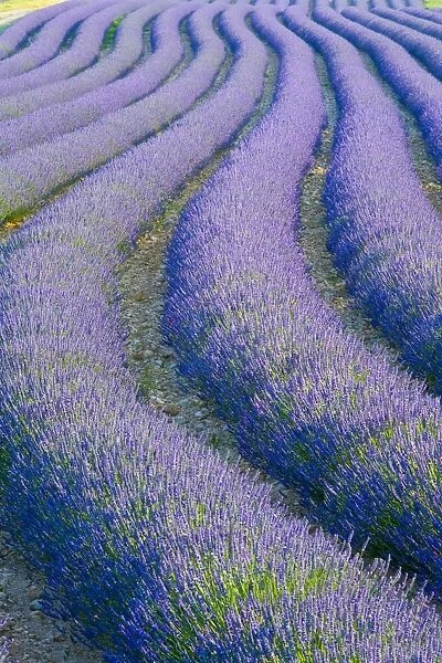 Lavender Field near Valensole, Provence-Alpes-Cote d Azur, France