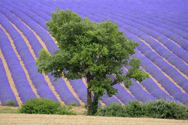 Lavender field near Valensole, Provence, France, Europe