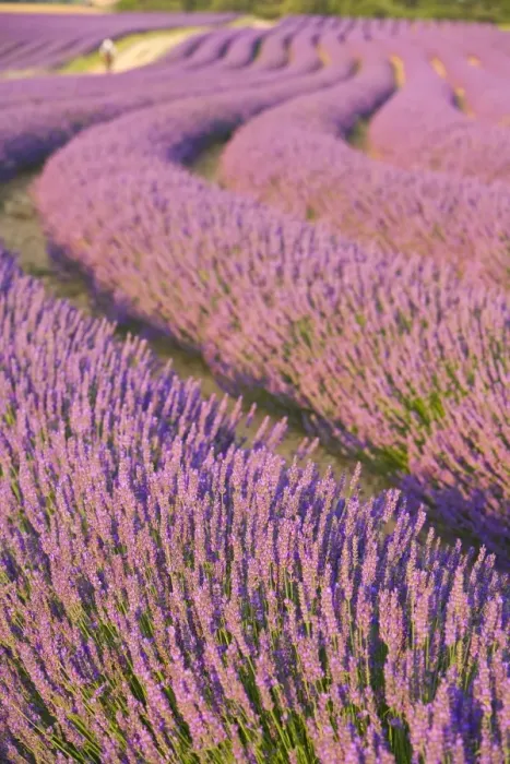 Framed Print : Lavender Field, Provence-Alpes-Cote d Azur, France Framed Print : Lavender Field, Provence-Alpes-Cote d Azur, France