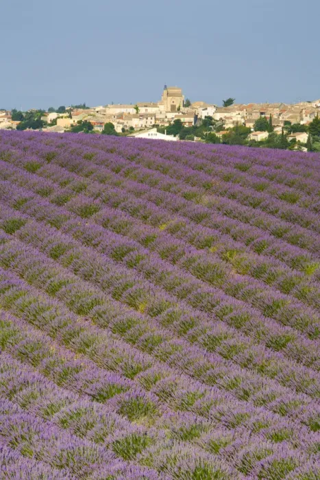 Framed Print : Lavender Field, Provence-Alpes-Cote d Azur, France Framed Print : Lavender Field, Provence-Alpes-Cote d Azur, France