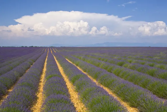 Framed Print : Lavender Field, Provence-Alpes-Cote d Azur, France Framed Print : Lavender Field, Provence-Alpes-Cote d Azur, France