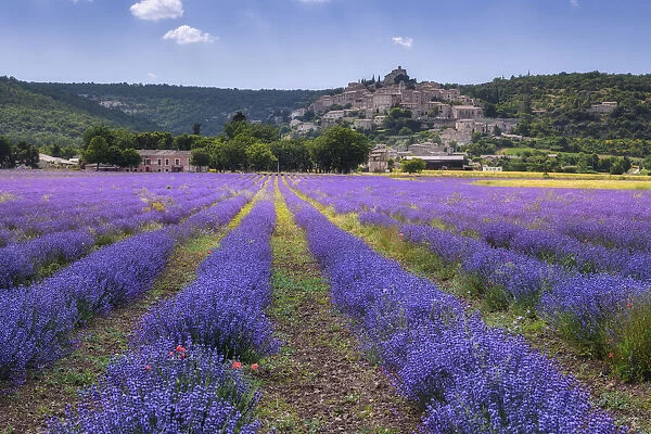 Lavender field at Simiane la Rotonde (Lavendula augustifolia), Alpes-de-Haute-Provence, Provence-Alpes-Cote d'Azur, Provence, Southern France, France