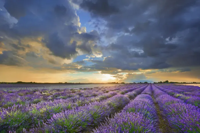 Framed Print : Lavender field and thunderstorm clouds - France, Provence-Alpes-Cote d Azur