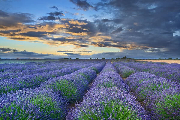 Lavender field and thunderstorm clouds - France, Provence-Alpes-Cote d Azur