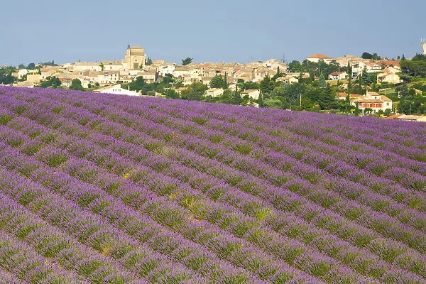 Lavender Field, Valensole, Provence-Alpes-Cote d Azur, France