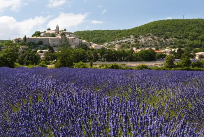 Framed Print : Lavender fields at Banon, Provence, France Framed Print : Lavender fields at Banon, Provence, France