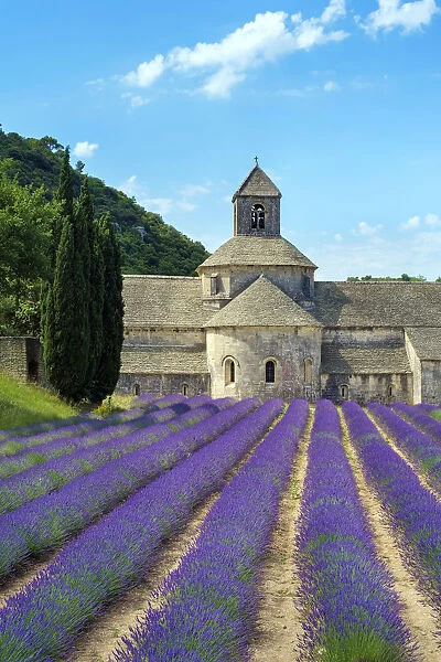 Lavender fields in full bloom in early July in front of Abbaye de SA nanque Abbey