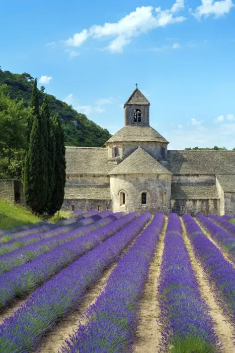 Framed Print : Lavender fields in full bloom in early July in front of Abbaye de SA nanque Abbey Framed Print : Lavender fields in full bloom in early July in front of Abbaye de SA nanque Abbey