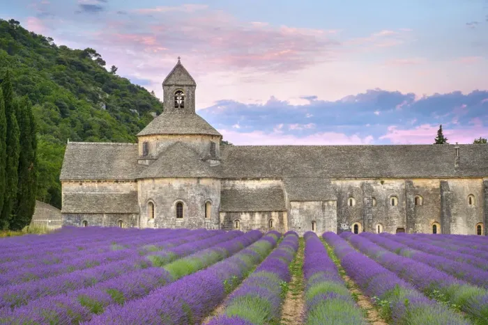 Framed Print : Lavender fields in full bloom in early July in front of Abbaye de SA nanque Abbey Framed Print : Lavender fields in full bloom in early July in front of Abbaye de SA nanque Abbey