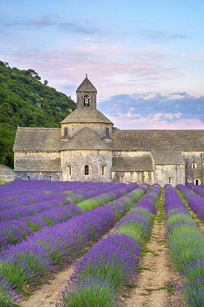 Lavender fields in full bloom in early July in front of Abbaye de Senanque