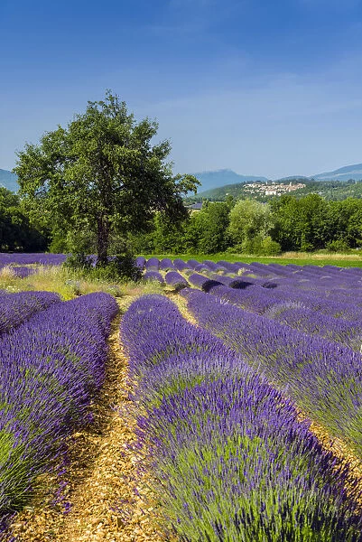 Lavender fields in bloom, Provence, France