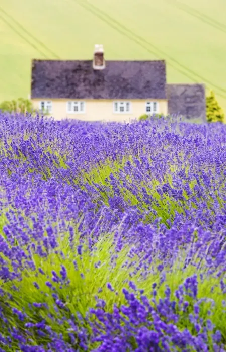 Framed Print : Lavender fields, Cotswolds, Worcestershire, UK Framed Print : Lavender fields, Cotswolds, Worcestershire, UK