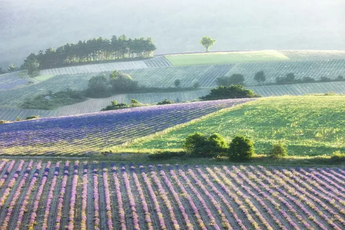 Framed Print : Lavender fields in early morning sunlight, near Sault, Provence, France Framed Print : Lavender fields in early morning sunlight, near Sault, Provence, France