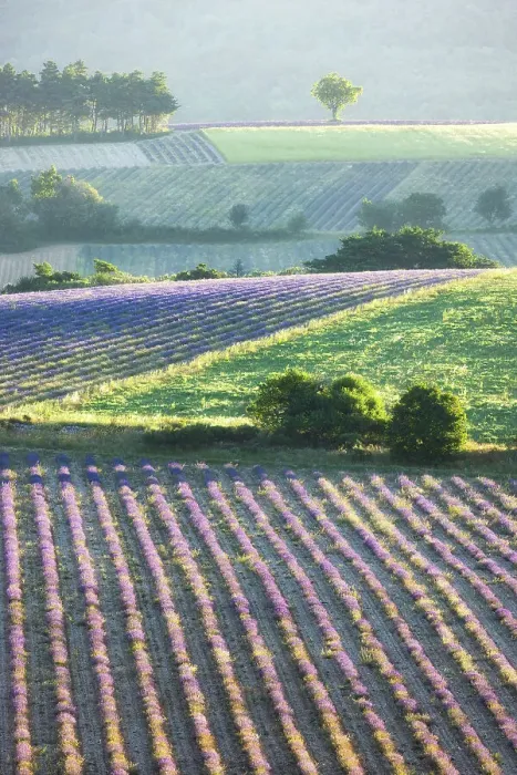 Framed Print : Lavender fields in early morning sunlight, near Sault, Provence, France Framed Print : Lavender fields in early morning sunlight, near Sault, Provence, France