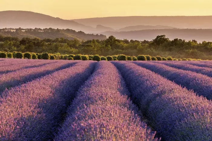 Framed Print : Lavender fields in late evening sunlight, Plateau de Valensole, Provence-Alpes-Cote d'Azur, Provence, France Framed Print : Lavender fields in late evening sunlight, Plateau de Valensole, Provence-Alpes-Cote d'Azur, Provence, France