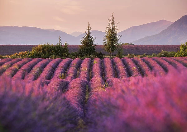 Lavender fields in late evening sunlight, Plateau de Valensole, Provence-Alpes-Cote d'Azur, France