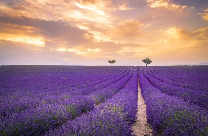 Framed Print : Lavender fields near Valensole, Provence, France