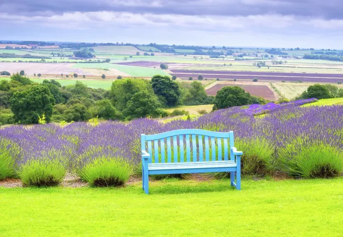 Framed Print : Lavender fields in North Yorkshire, England Framed Print : Lavender fields in North Yorkshire, England