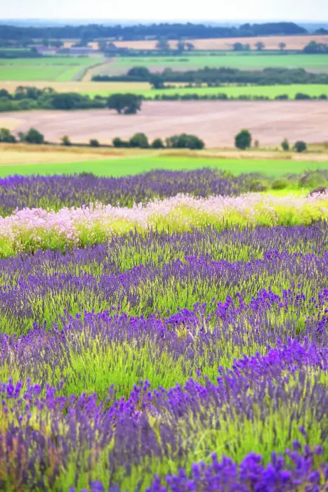 Framed Print : Lavender fields in North Yorkshire, England Framed Print : Lavender fields in North Yorkshire, England