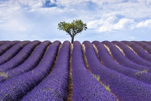 Lavender fields, Provence, France