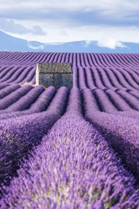 Framed Print : Lavender fields, Provence, France Framed Print : Lavender fields, Provence, France