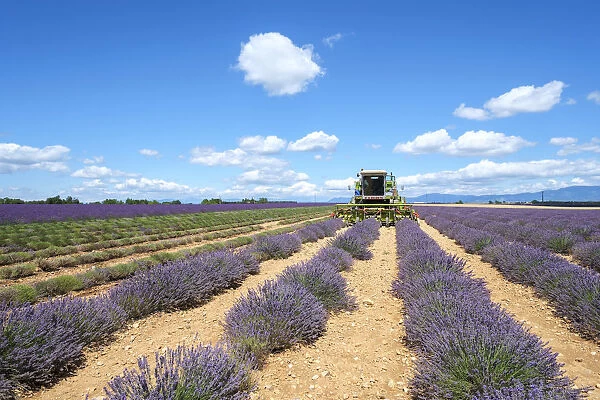 Lavender fields in Provence in height of bloom in early July as workers begin harvesting
