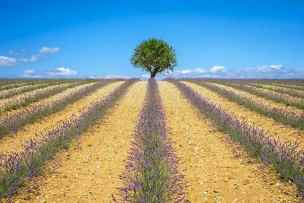 Lavender fields in Provence in height of bloom in early July as the harvest begins