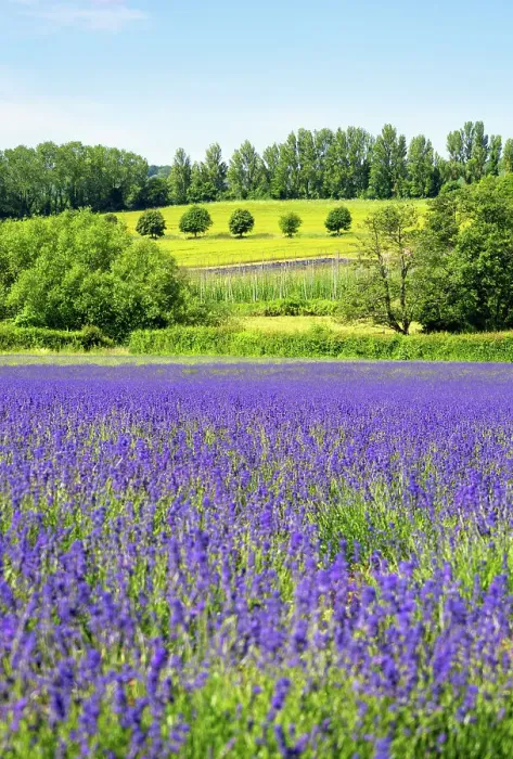 Framed Print : Lavender fields in Shoreham, Kent, England Framed Print : Lavender fields in Shoreham, Kent, England