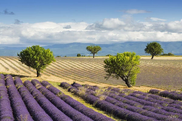 Lavender fields, Valensole Plataeu, Provence, France