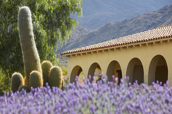 Lavender flowers and a cardon cactus in the garden of the Bodega Colome winery estancia, near Molinos, Calchaqui Valleys, Salta province, Argentina