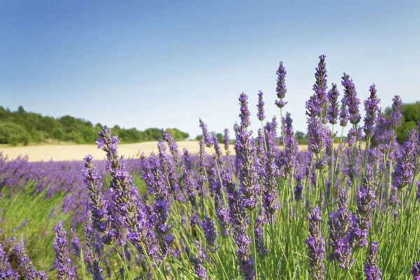 Lavender - France, Provence-Alpes-Cote d Azur, Alpes de Haute Provence, Forcalquier
