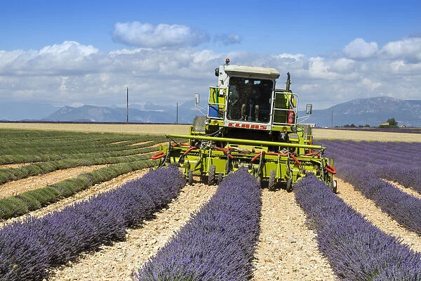 Lavender Harvest, Plateau de Valensole, Provence, France
