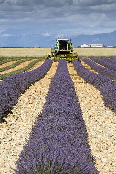 Lavender Harvest, Plateau de Valensole, Provence, France