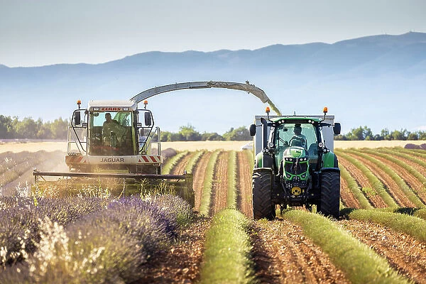 Lavender harvesting, Plateau de Valensole, Provence-Alpes-Cote d'Azur, Provence, France