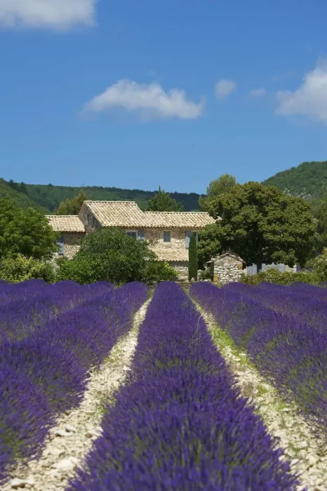 Framed Print : Lavender near Banon, Provence, Provence-Alpes-Cote d Azur, France Framed Print : Lavender near Banon, Provence, Provence-Alpes-Cote d Azur, France