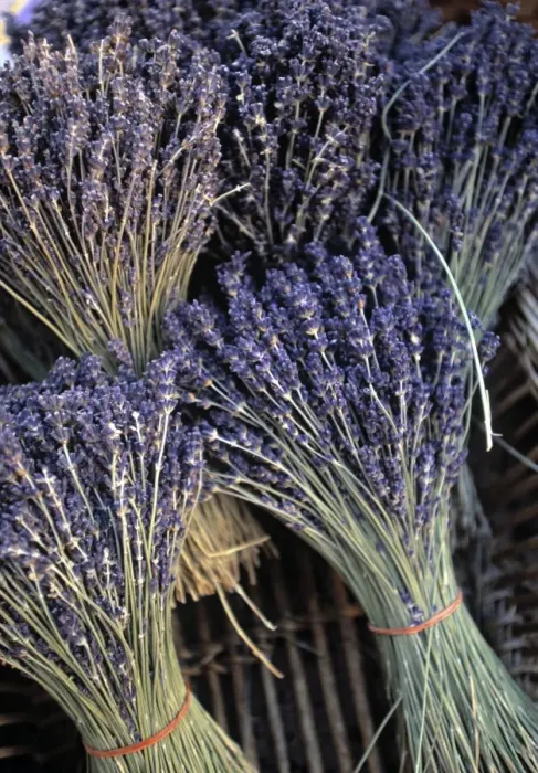 Framed Print : Lavender, Provence Framed Print : Lavender, Provence
