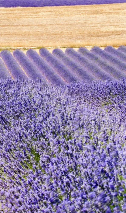 Framed Print : Lavender, Provence, France Framed Print : Lavender, Provence, France