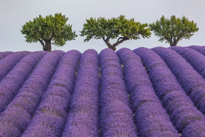 Framed Print : Lavender raws and trees. Plateau de Valensole, Alpes-de-Haute-Provence Framed Print : Lavender raws and trees. Plateau de Valensole, Alpes-de-Haute-Provence