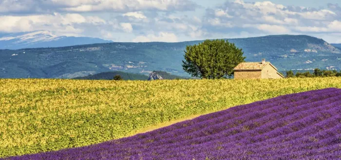 Framed Print : Lavender & Sunflower Fields, Provence, France Framed Print : Lavender & Sunflower Fields, Provence, France