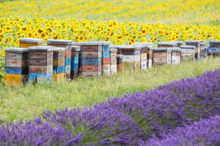 Framed Print : Lavender and sunflowers, Valensole Plateau, Provence, France Framed Print : Lavender and sunflowers, Valensole Plateau, Provence, France